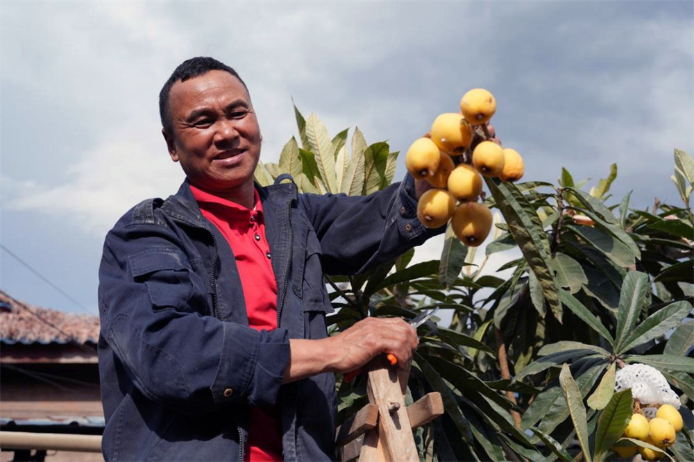 德兴村村民展示自家庭院里栽种的白肉枇杷???边子捷 ??.jpg